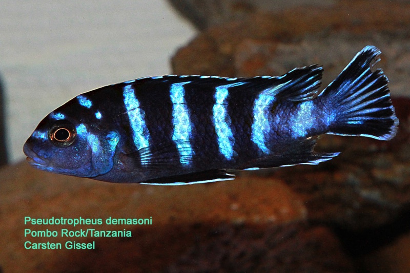 Chindongo demasoni 'Pombo Rocks'